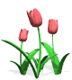 tulipanim.gif